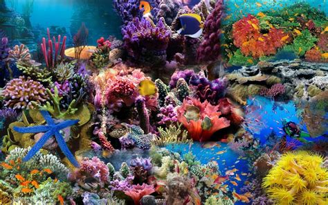 Integrate magical oceanic reef